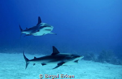 Karabian Sharks by Birgul Erken 